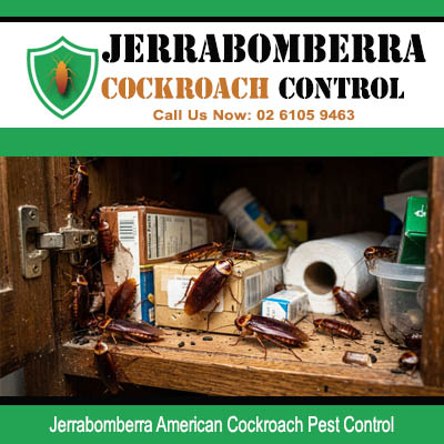American cockroach colony discovered crawling inside cluttered kitchen pantry cupboard with food and household products in Jerrabomberra