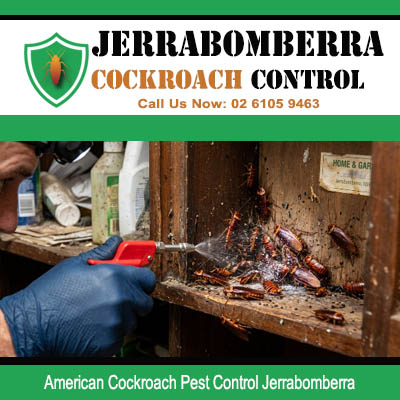 Close up of American cockroach infestation with debris and droppings inside cluttered wooden cabinet receiving direct spray treatment in Jerrabomberra NSW