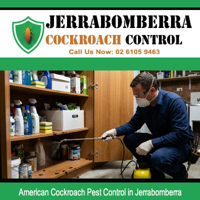 Licensed pest controller wearing mask kneeling to treat inside open wooden storage cabinets for American cockroach extermination in Jerrabomberra