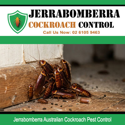 Australian cockroach colony clustered along white painted wall base and wooden floor junction in Jerrabomberra