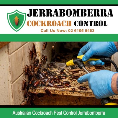Licensed pest technician applying direct spray to heavy Australian cockroach colony on severely deteriorated brick wall surface with debris in Jerrabomberra
