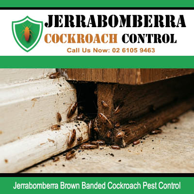 Brown Banded cockroaches crawling along white painted timber door frame base and wooden floor junction with debris in Jerrabomberra