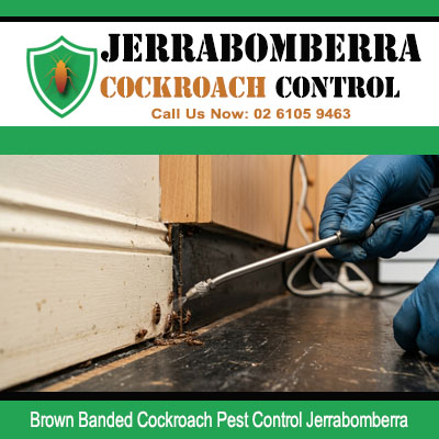 Close up of Brown Banded cockroach infestation along door frame base and tiled floor junction receiving direct spray treatment in Jerrabomberra NSW