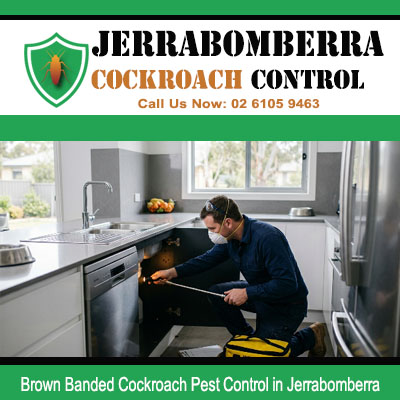Pest control technician inspect and treat behind pulled out kitchen cabinetry for Brown Banded cockroach activity in Jerrabomberra