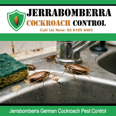 German cockroach infestation spotted inside dirty stainless steel kitchen sink with green scourer in Jerrabomberra