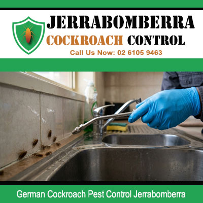Close up of German cockroach infestation inside stainless steel kitchen sink basin receiving direct spray wand treatment in Jerrabomberra NSW