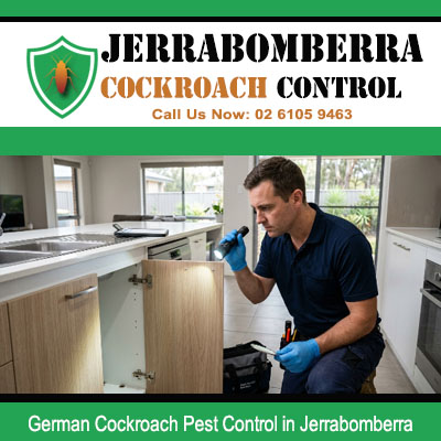 Pest control technician inspect inside open lower kitchen cabinet drawer unit for German cockroach activity in Jerrabomberra