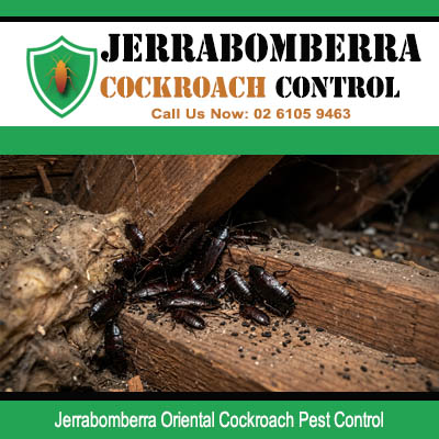 Close up of Oriental cockroach infestation on aged and damaged timber surfaces inside dark subfloor or roof cavity area in Jerrabomberra NSW