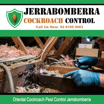 Oriental cockroach infestation inside roof cavity being treated with direct spray tool in Jerrabomberra NSW property