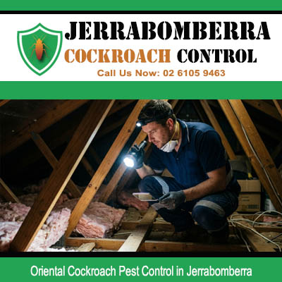 Licensed pest controller using torch to inspect inside roof cavity for Oriental cockroach activity in Jerrabomberra